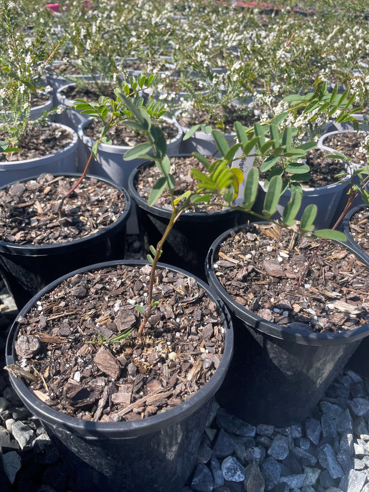 Indigofera australis for sale Adelaide Plant Co