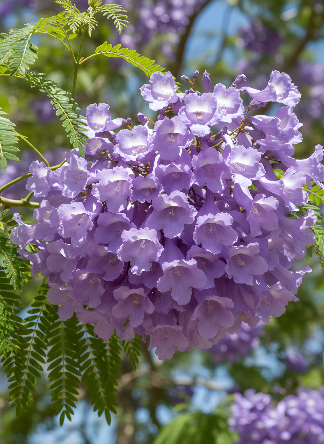 Jacaranda Mimosifolia 200mm Pot for sale Adelaide Plant Co