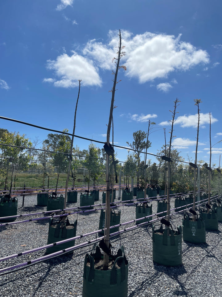 Jacaranda Mimosifolia