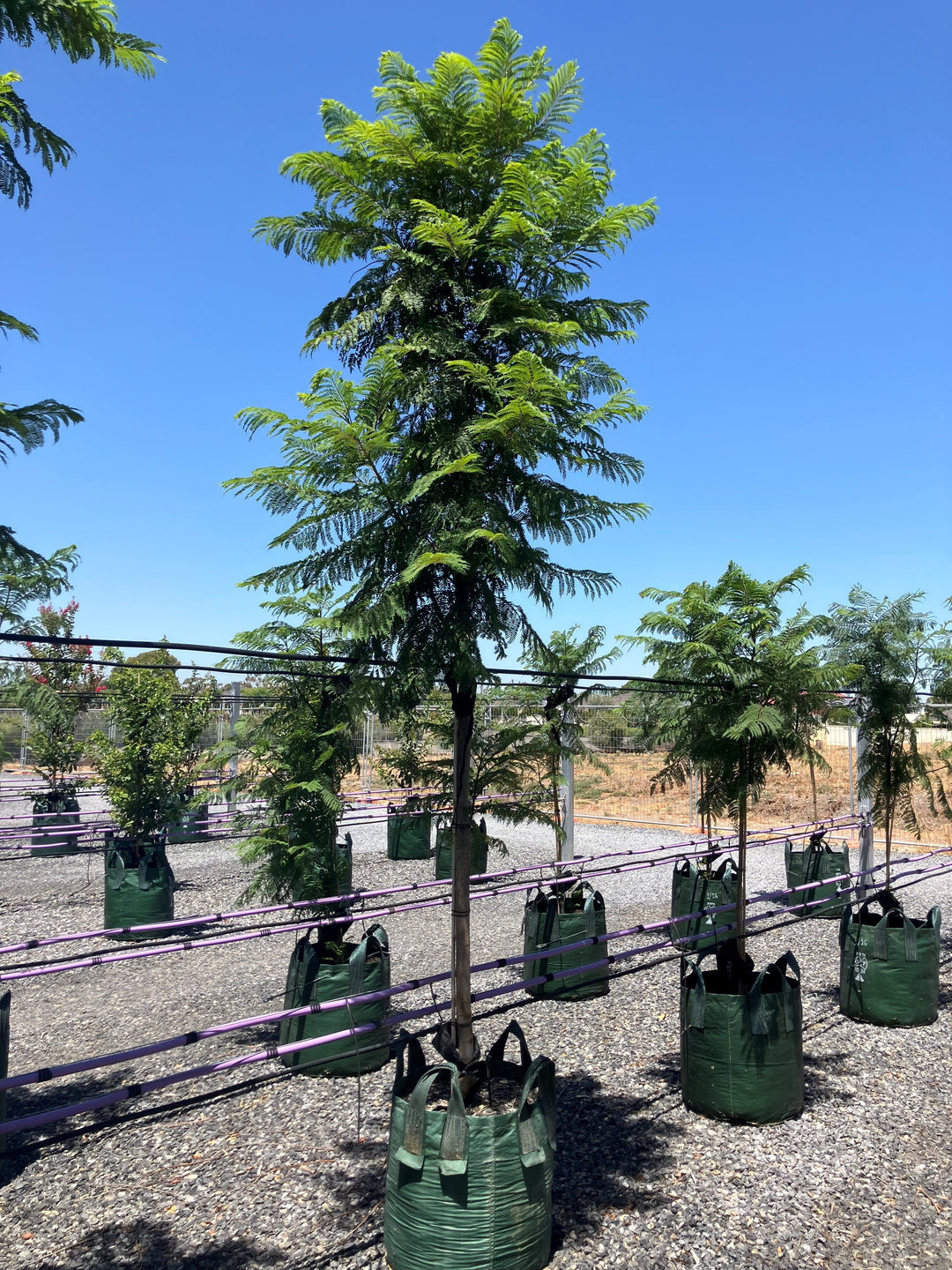 Jacaranda Mimosifolia 100L Grow Bag for sale Adelaide Plant Co