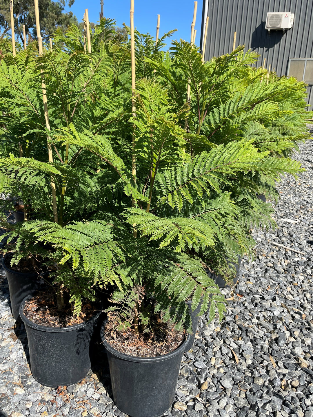 Jacaranda Mimosifolia 300mm Pot for sale Adelaide Plant Co