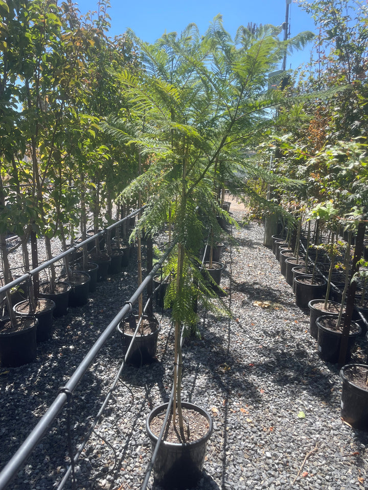 Jacaranda Mimosifolia 400mm Pot for sale Adelaide Plant Co