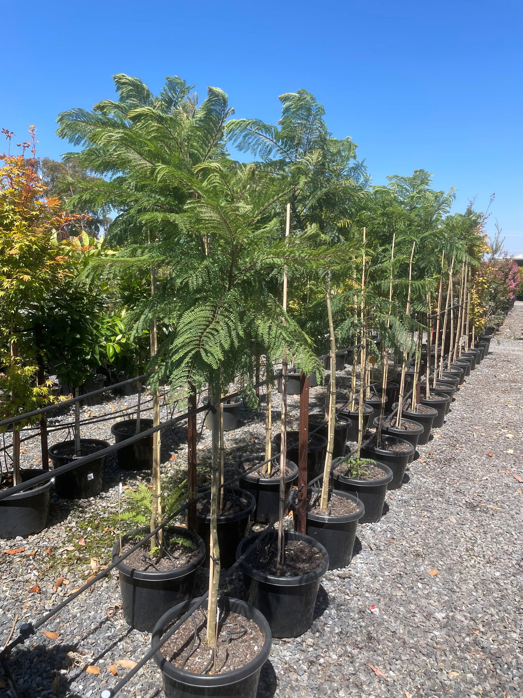 Jacaranda Mimosifolia 500mm Pot for sale Adelaide Plant Co