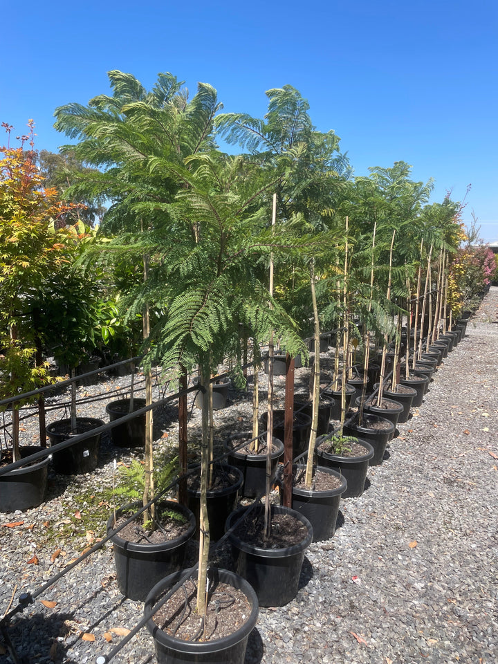 Jacaranda Mimosifolia 500mm Pot for sale Adelaide Plant Co