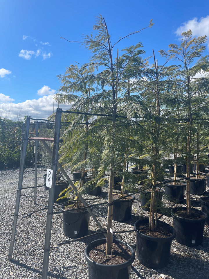 Jacaranda Mimosifolia 500mm Pot for sale Adelaide Plant Co