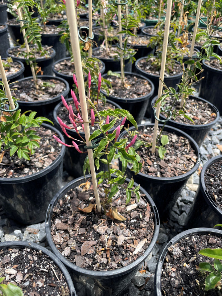 Jasminium polyanthum for sale Adelaide Plant Co
