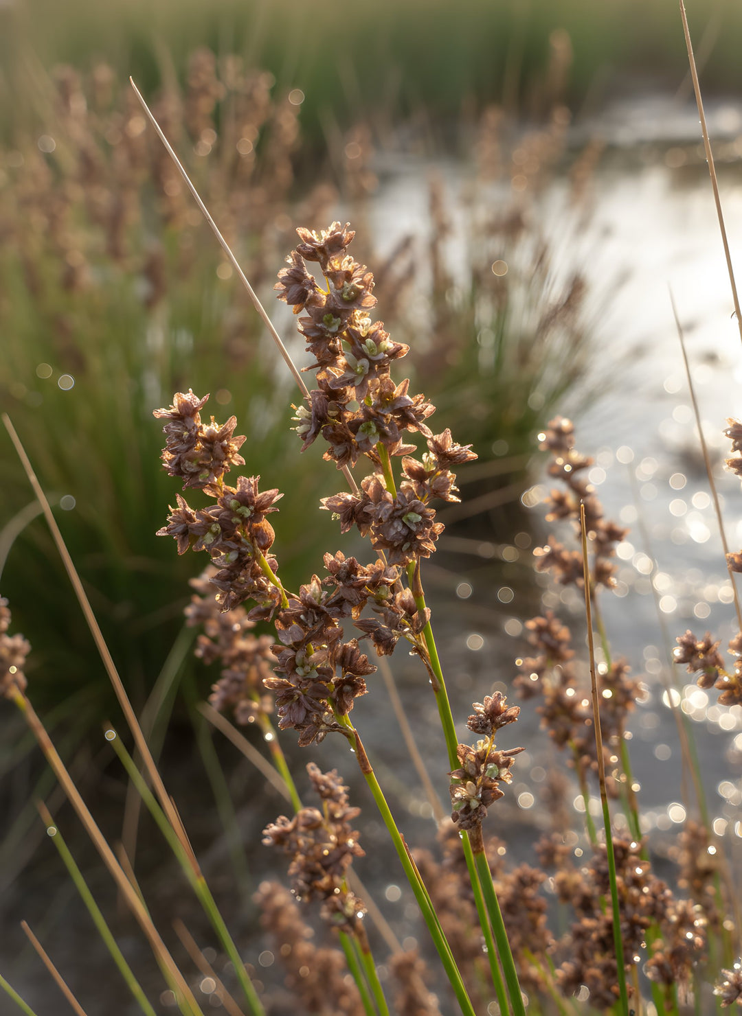 Juncus Kraussii 140mm Pot for sale Adelaide Plant Co