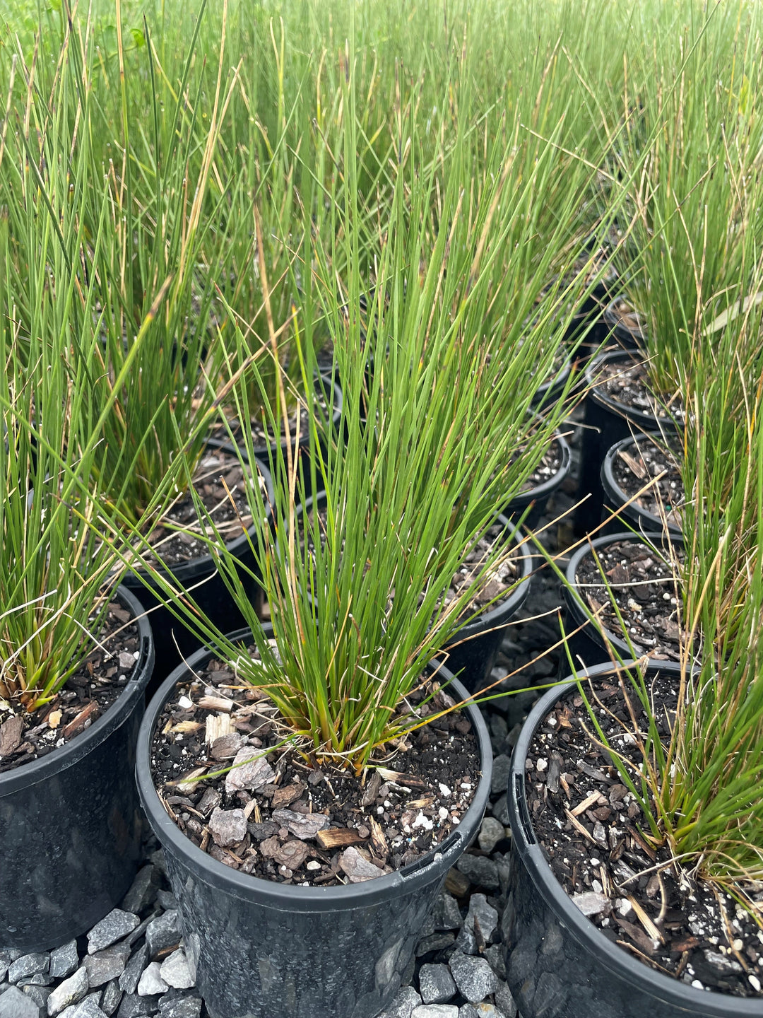 Juncus Kraussii