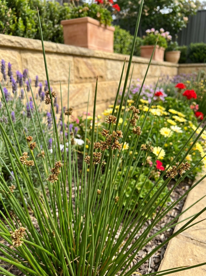 Juncus usitatus 140mm Pot for sale Adelaide Plant Co