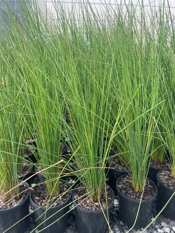 Juncus usitatus 140mm Pot for sale Adelaide Plant Co