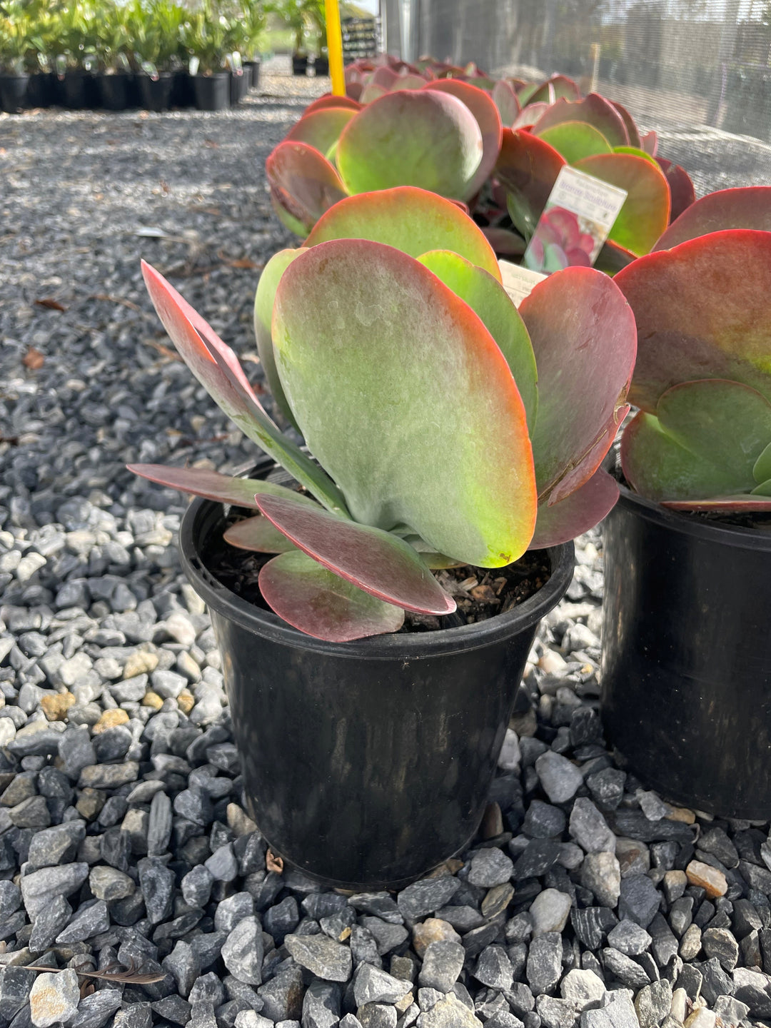 Kalanchoe Thrisiflora &