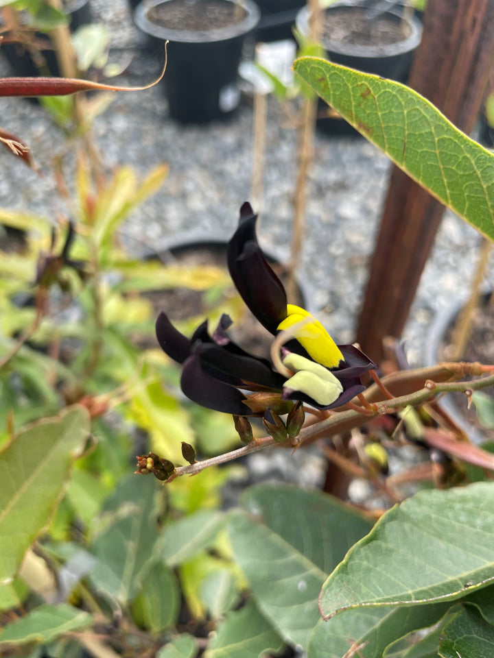 Kennedia nigricans 250mm Pot for sale Adelaide Plant Co