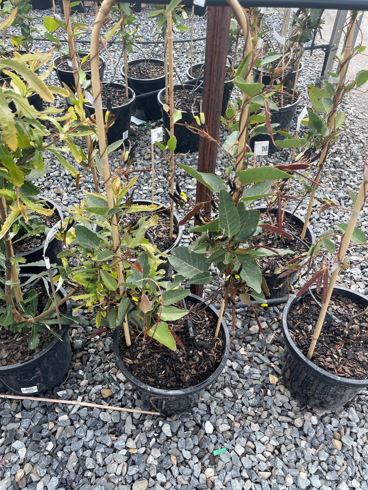 Kennedia nigricans for sale Adelaide Plant Co