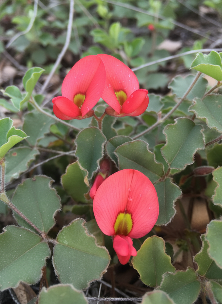 Kennedia Prostrata