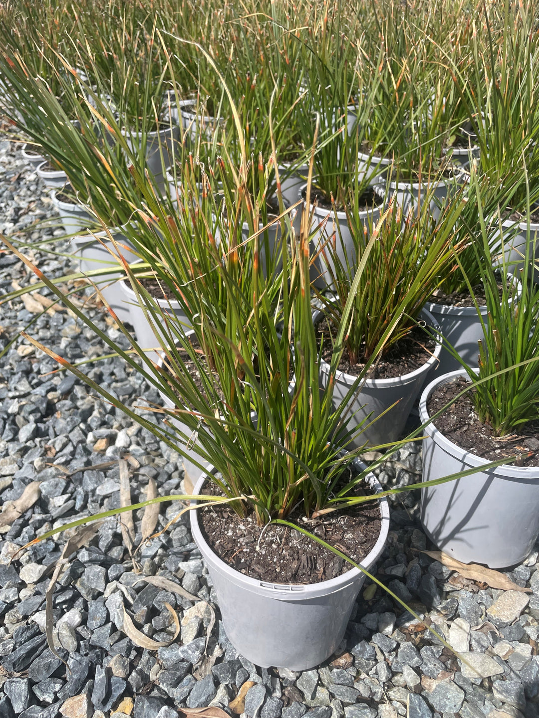 Kniphofia hybrida &