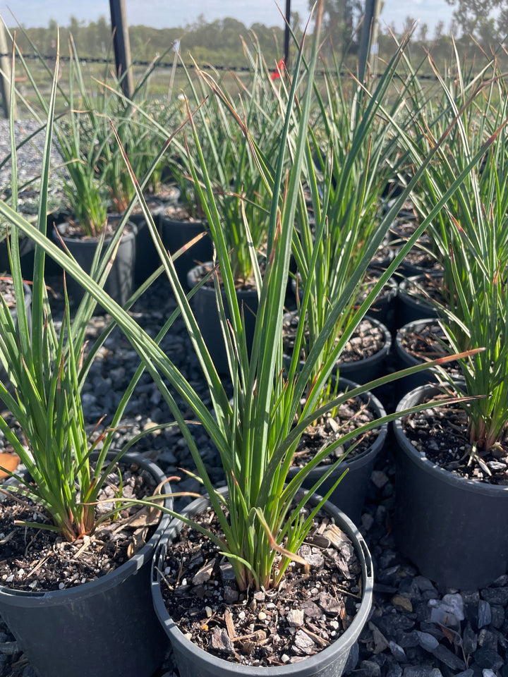 Kniphofia hybrida &