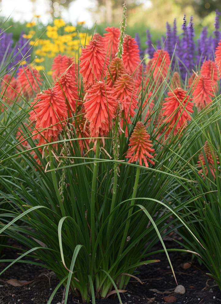 Kniphofia hybrida &