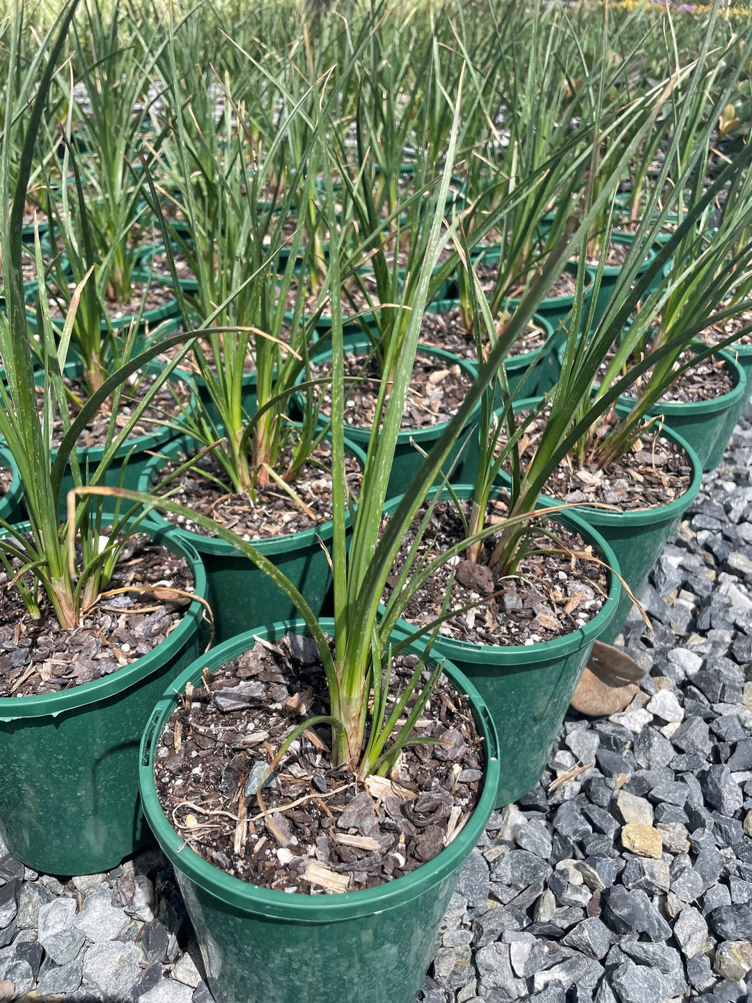 Kniphofia hybrida &