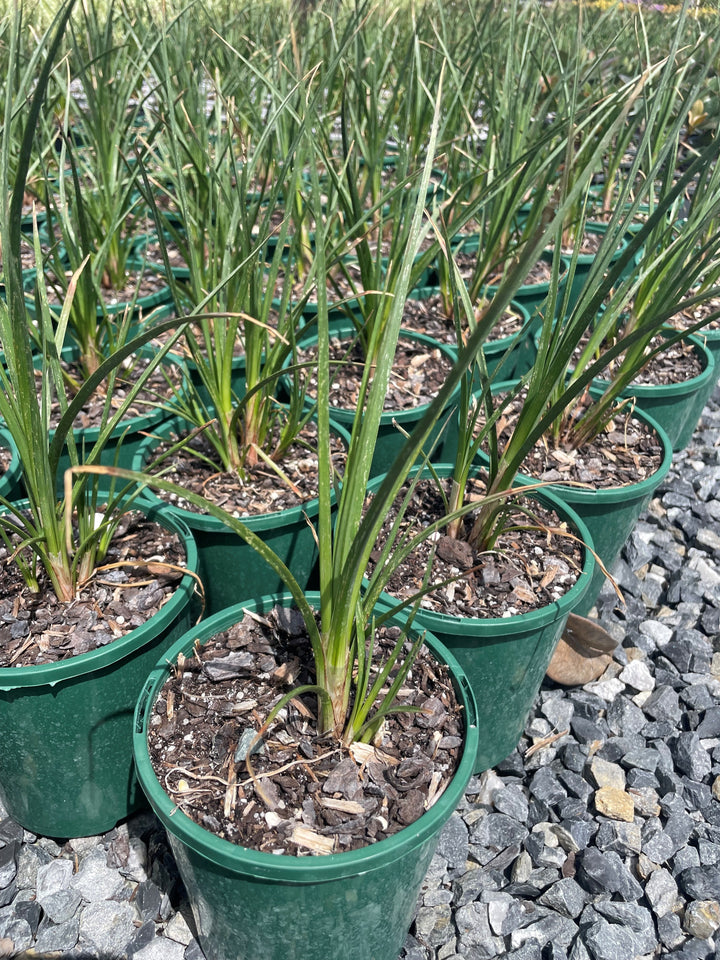 Kniphofia hybrida &