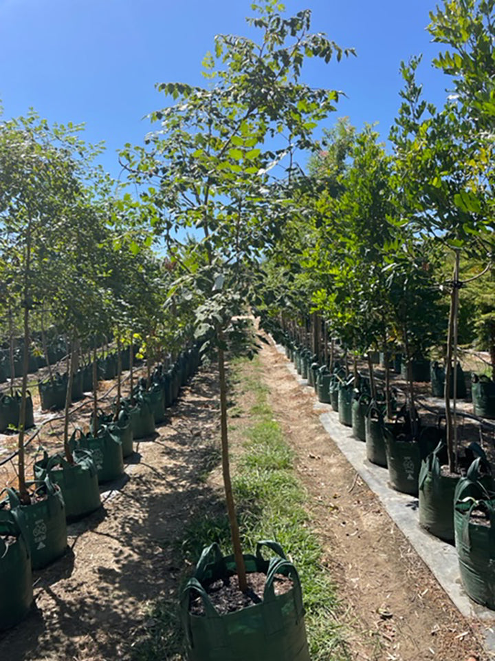 Koelreuteria paniculata 100L Grow Bag for sale Adelaide Plant Co