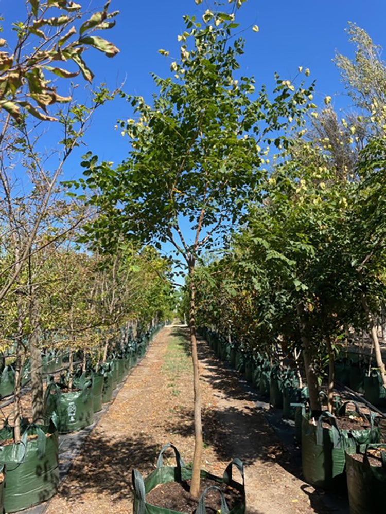Koelreuteria paniculata 200L Grow Bag for sale Adelaide Plant Co