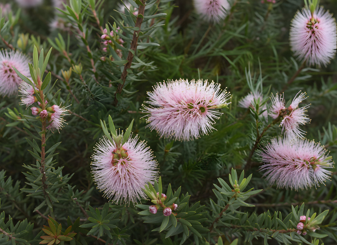 Kunzea Baxteri 'Pink' 140mm Pot for sale Adelaide Plant Co