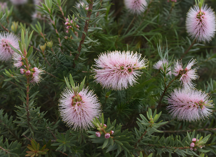 Kunzea Baxteri &