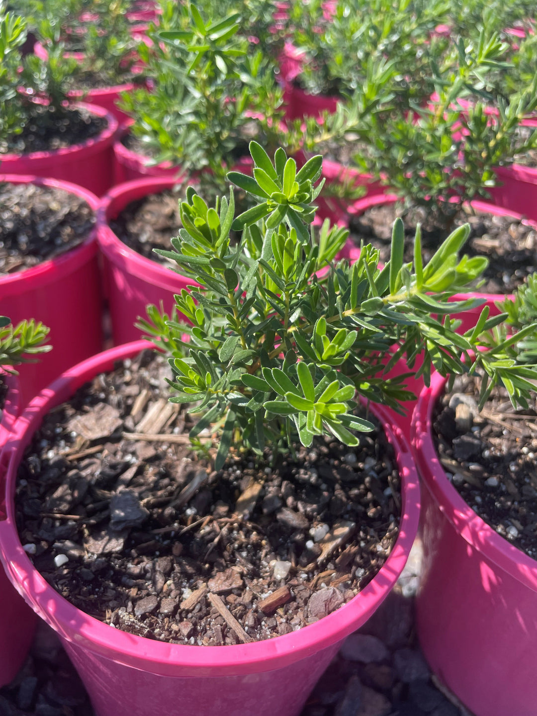 Kunzea Baxteri 'Pink'
