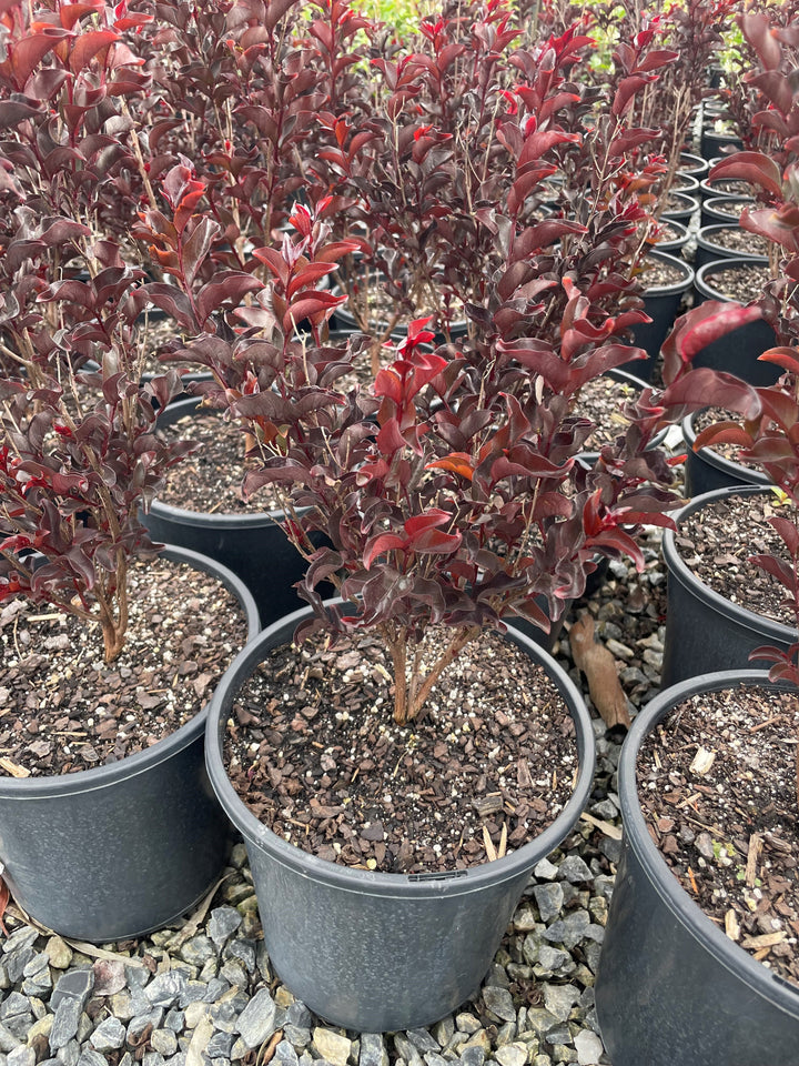 Lagerstroemia 'Diamonds in the Dark Crimson Red'