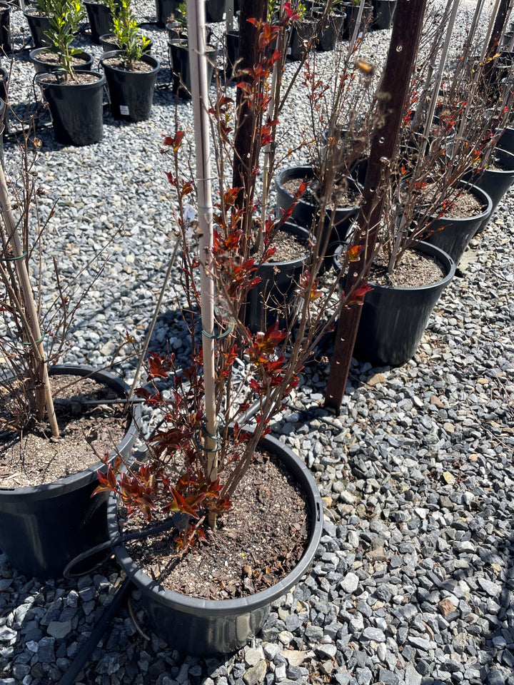 Lagerstroemia 'Diamonds in the Dark Crimson Red'