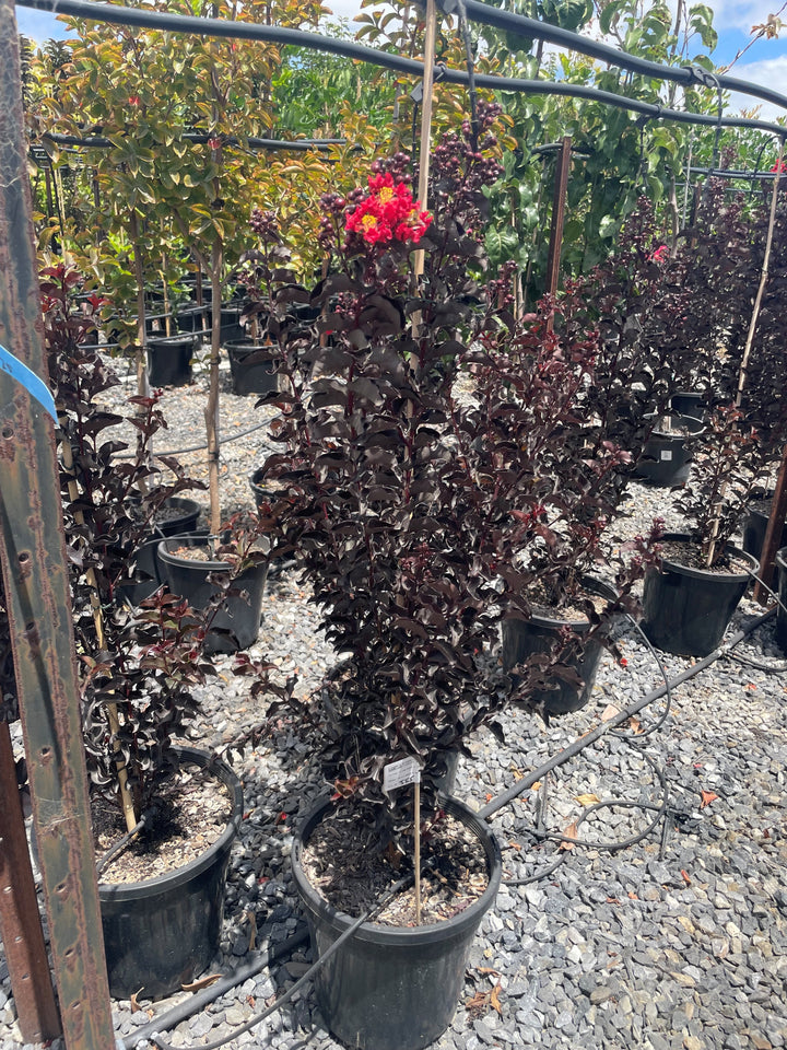 Lagerstroemia &