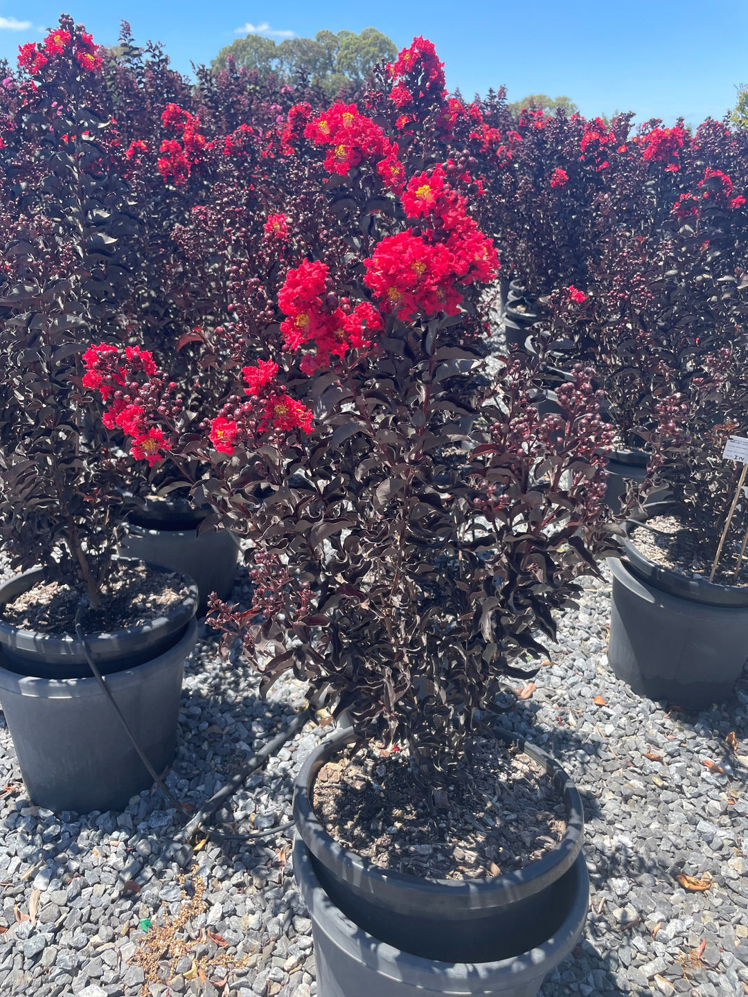 Lagerstroemia &