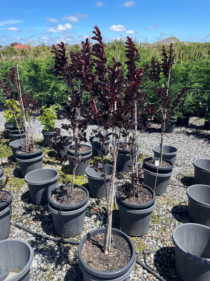 Lagerstroemia 'Diamonds in the Dark Blush'