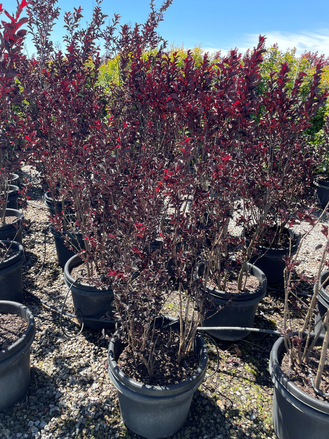 Lagerstroemia 'Diamonds in the Dark Blush'