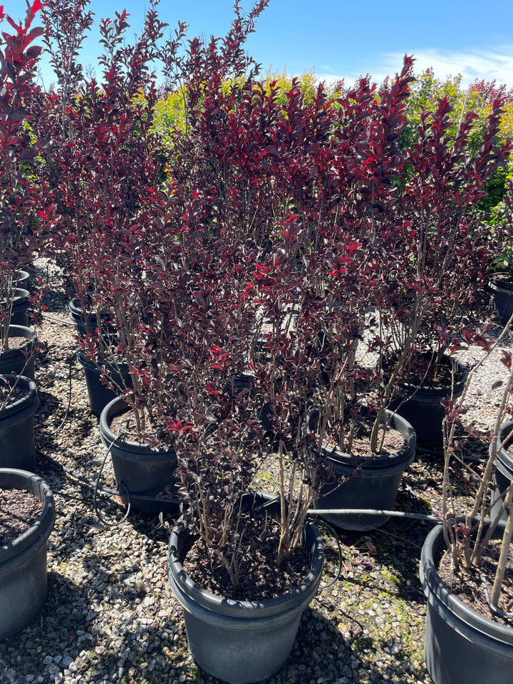 Lagerstroemia 'Diamonds in the Dark Blush'