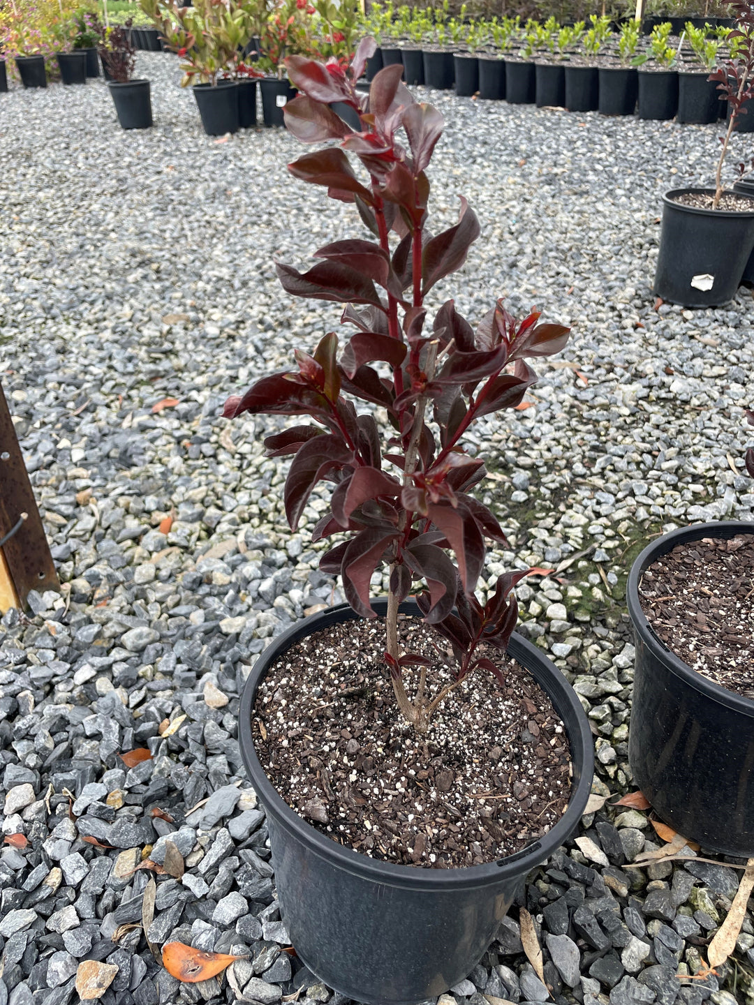 Lagerstroemia 'Diamonds in the Dark Lavender Lace' 200mm Pot for sale Adelaide Plant Co