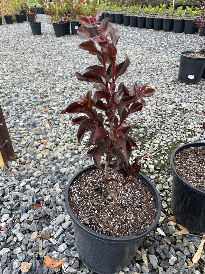 Lagerstroemia &