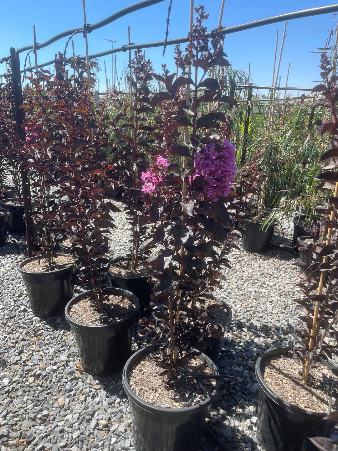 Lagerstroemia &