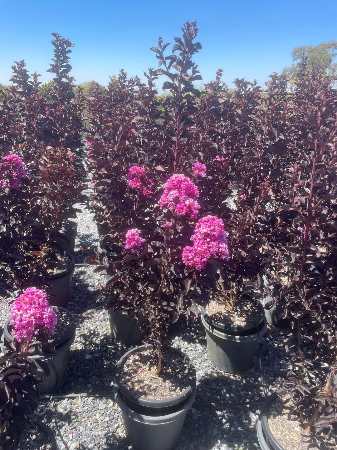 Lagerstroemia &