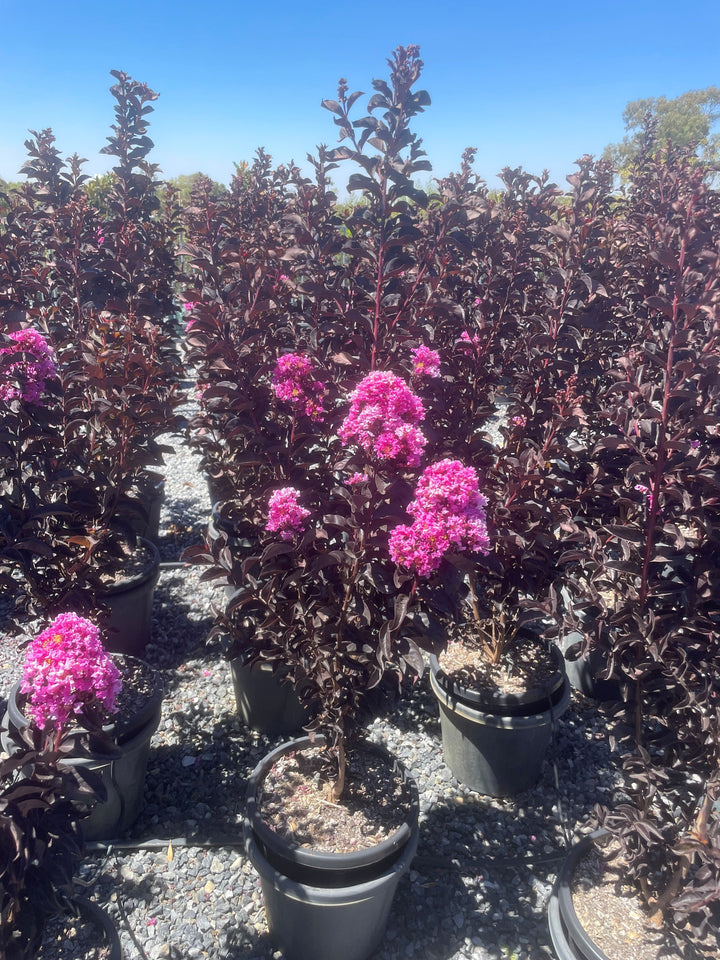Lagerstroemia &
