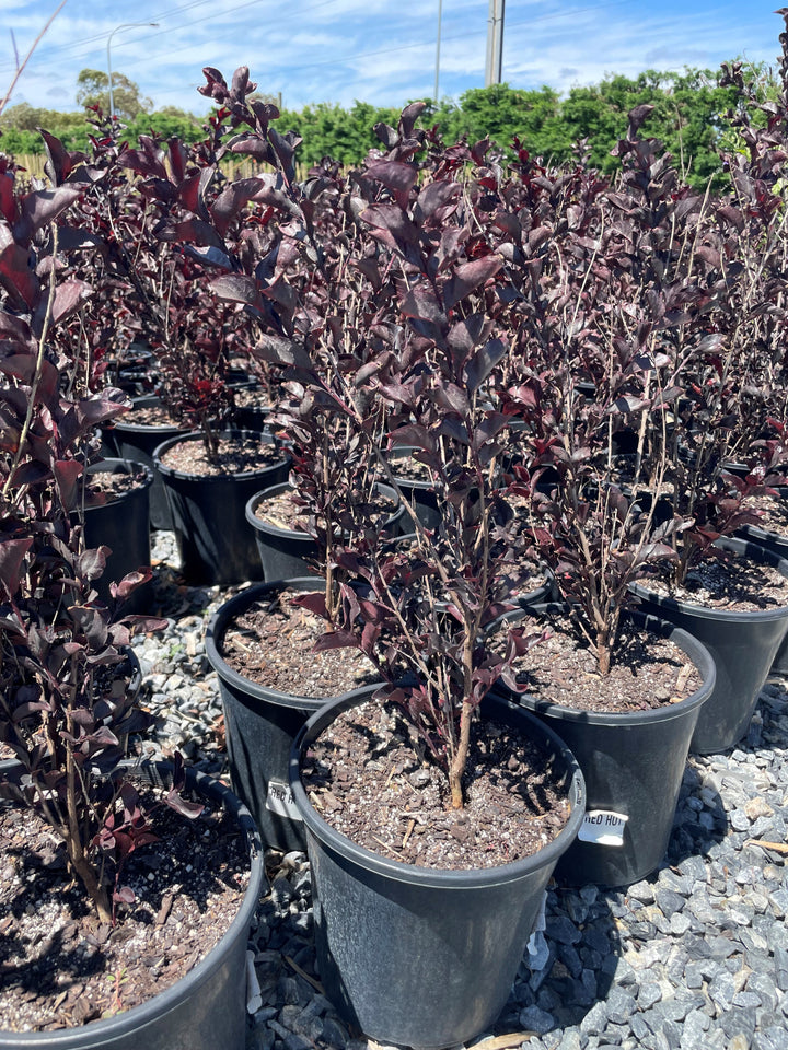Lagerstroemia 'Diamonds in the Dark Red Hot'