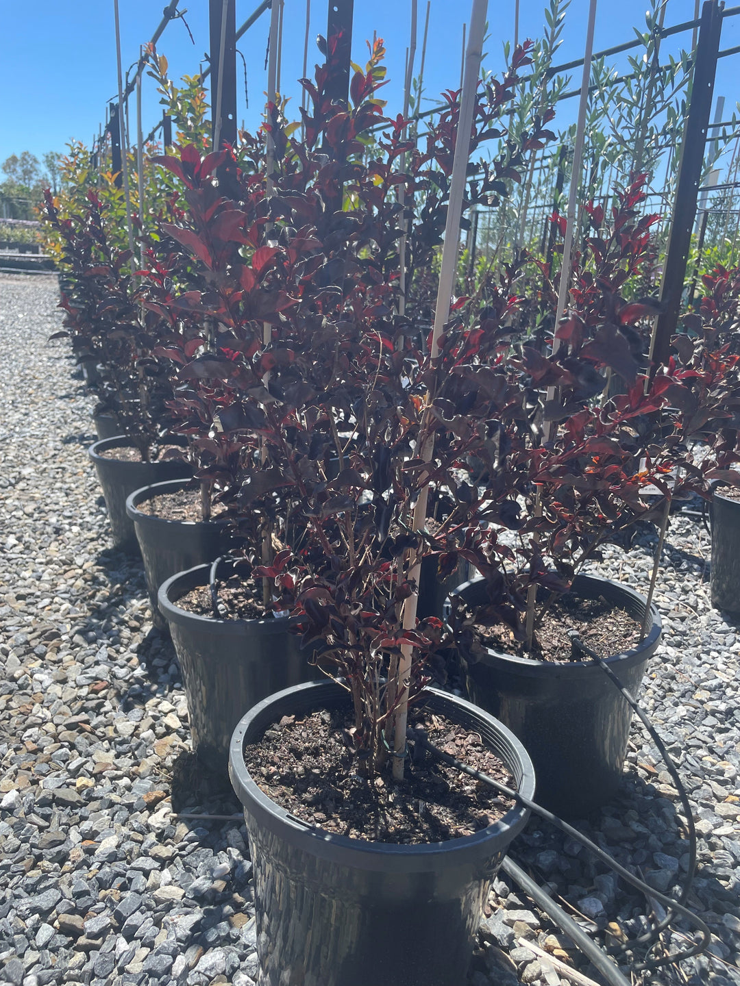 Lagerstroemia 'Diamonds in the Dark Red Hot'