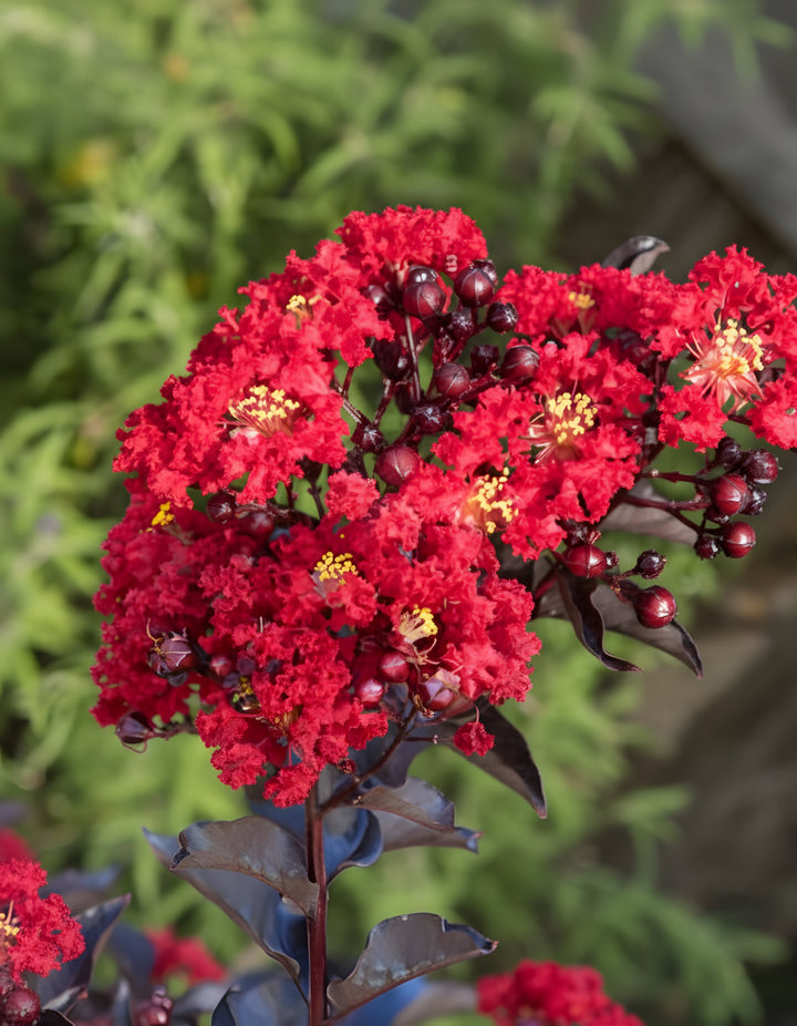 Lagerstroemia &