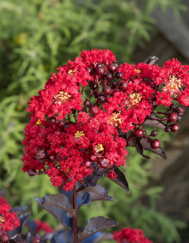 Lagerstroemia 'Diamonds in the Dark Red Hot'