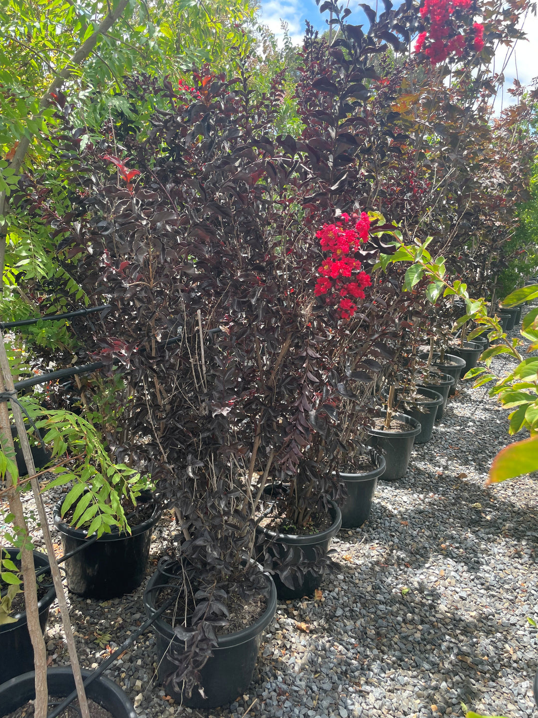 Lagerstroemia &