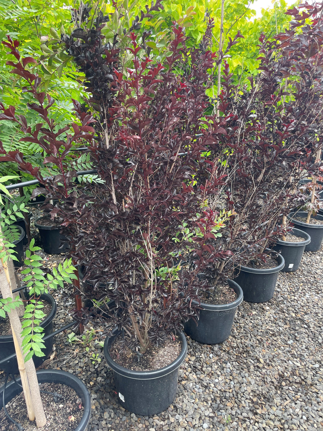 Lagerstroemia 'Diamonds in the Dark Red Hot'