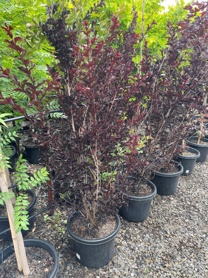 Lagerstroemia 'Diamonds in the Dark Red Hot'