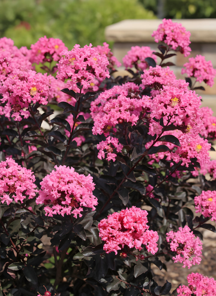 Lagerstroemia &