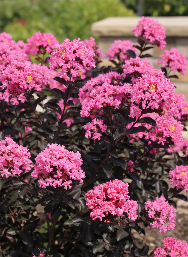 Lagerstroemia 'Diamonds in the Dark Shell Pink'