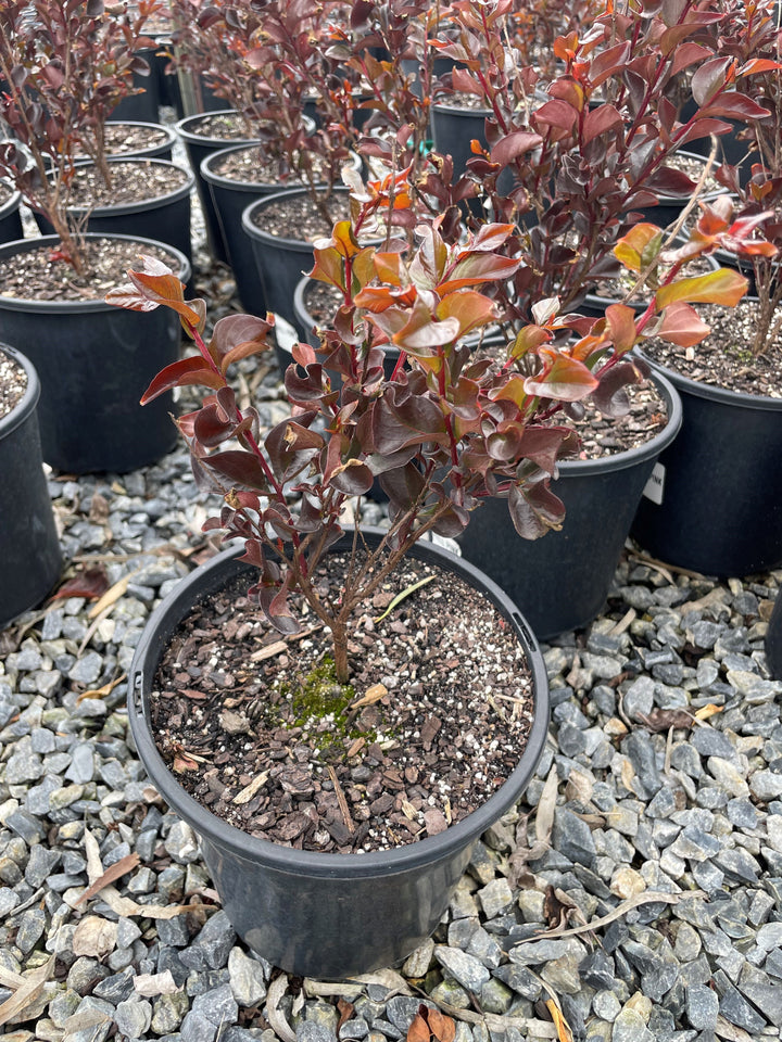 Lagerstroemia 'Diamonds in the Dark Shell Pink'